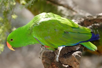 Eclectus roratus