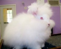 Angora gigant