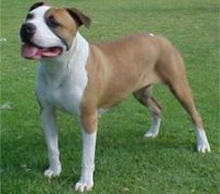 American staffordshire terrier amstaff