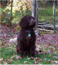 American water spaniel