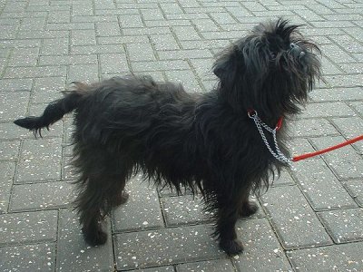 Affenpinscher affen