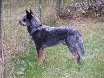 Australian cattle dog