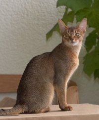 Abyssinian