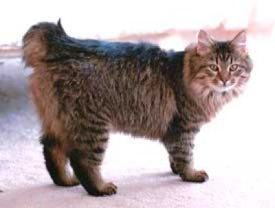 American bobtail