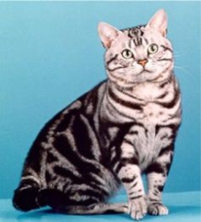 American shorthair