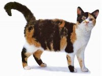 American wirehair