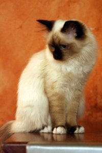 Birman