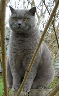 British shorthair