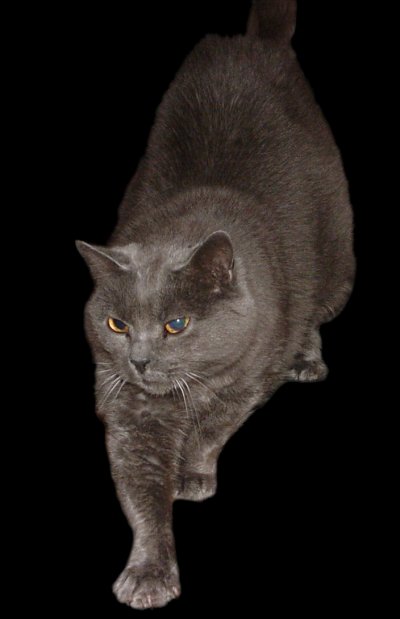 Chartreux