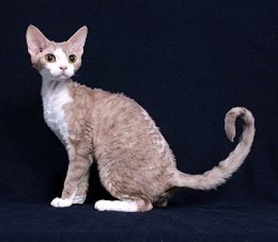 Devon rex