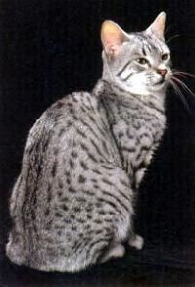 Egyptian mau