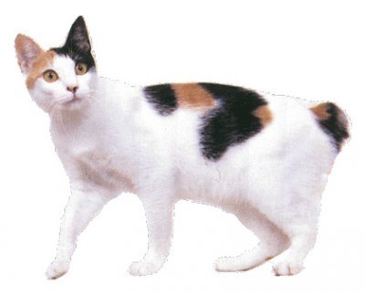 Japanese bobtail