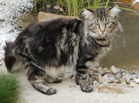 Maine coon