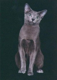 Russian blue