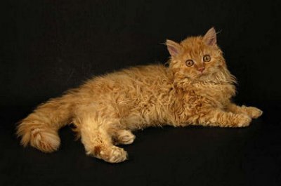 Selkirk rex