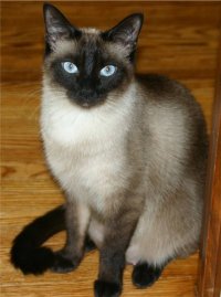 Siamese