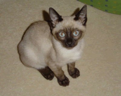 Tonkinese