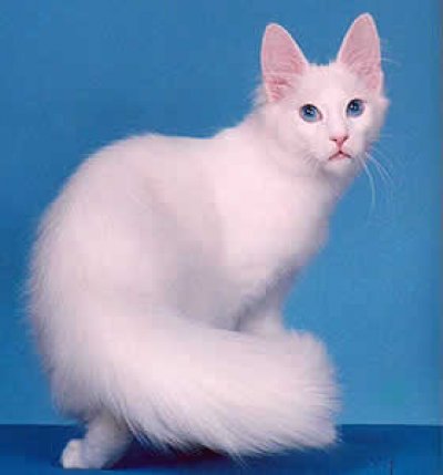 Turkish angora