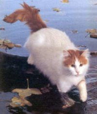 Turkish van