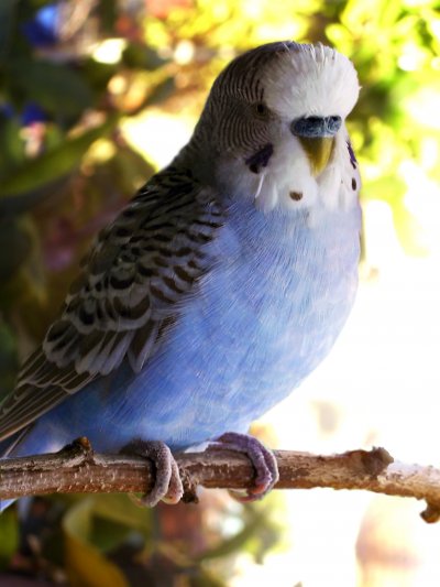 Melopsittacus undulatus