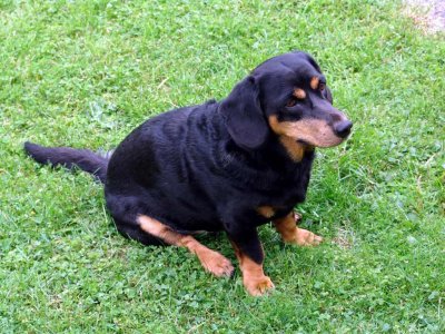 Alpine dachsbracke