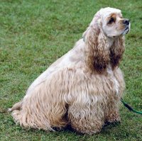 American cocker spaniel cocker spaniel