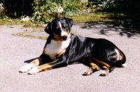 Appenzell mountain dog appenzeller sennenhund