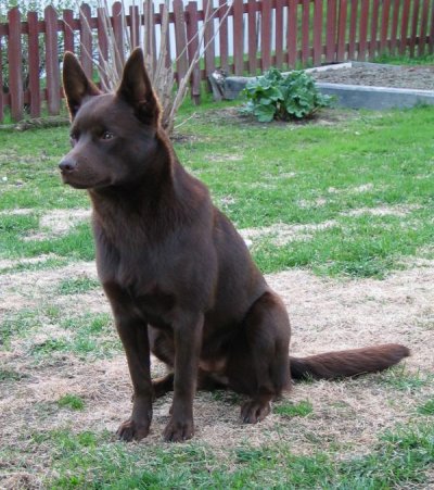 Australian kelpie