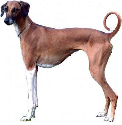 Azawakh hound