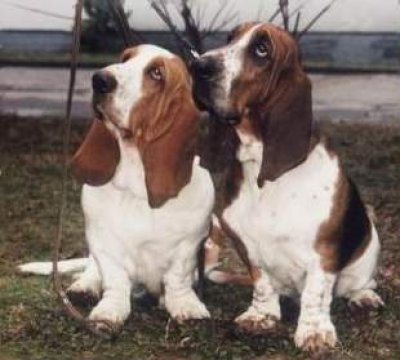 Basset hound