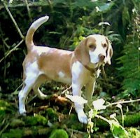 Beagle