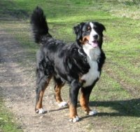 Bernese mountain dog berner sennenhund