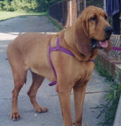 Bloodhound st hubert hound