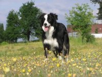 Border collie