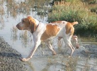 Bracco italiano italian pointer italian setter