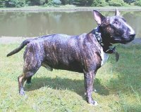 Bull terrier si miniature bull terrier