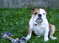 Bulldog english bulldog