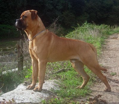 Bullmastiff