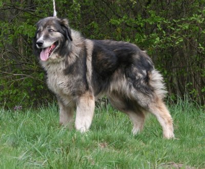 Carpathian sheepdog ciobanesc carpatin