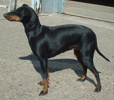 Manchester terrier si toy manchester terrier