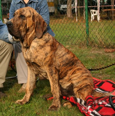 Fila brasileiro brazilian mastiff