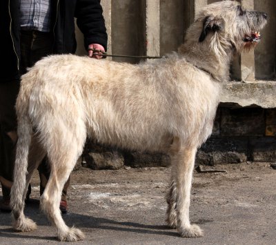 Irish wolfhound