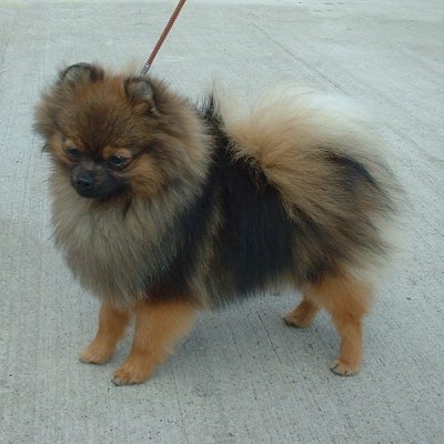 Pomeranian toy german spitz