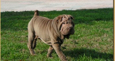 Shar pei