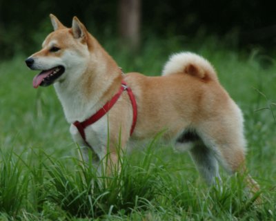 Shiba inu