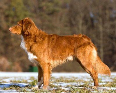 Nova scotia duck tolling retriever