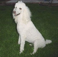 Poodle caniche standard