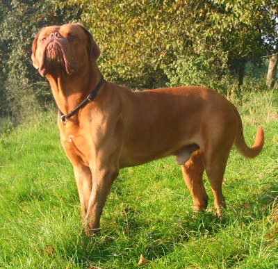 Dogue de bordeaux french mastiff