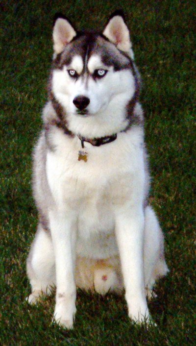 Siberian husky husky