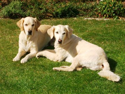 Golden retriever